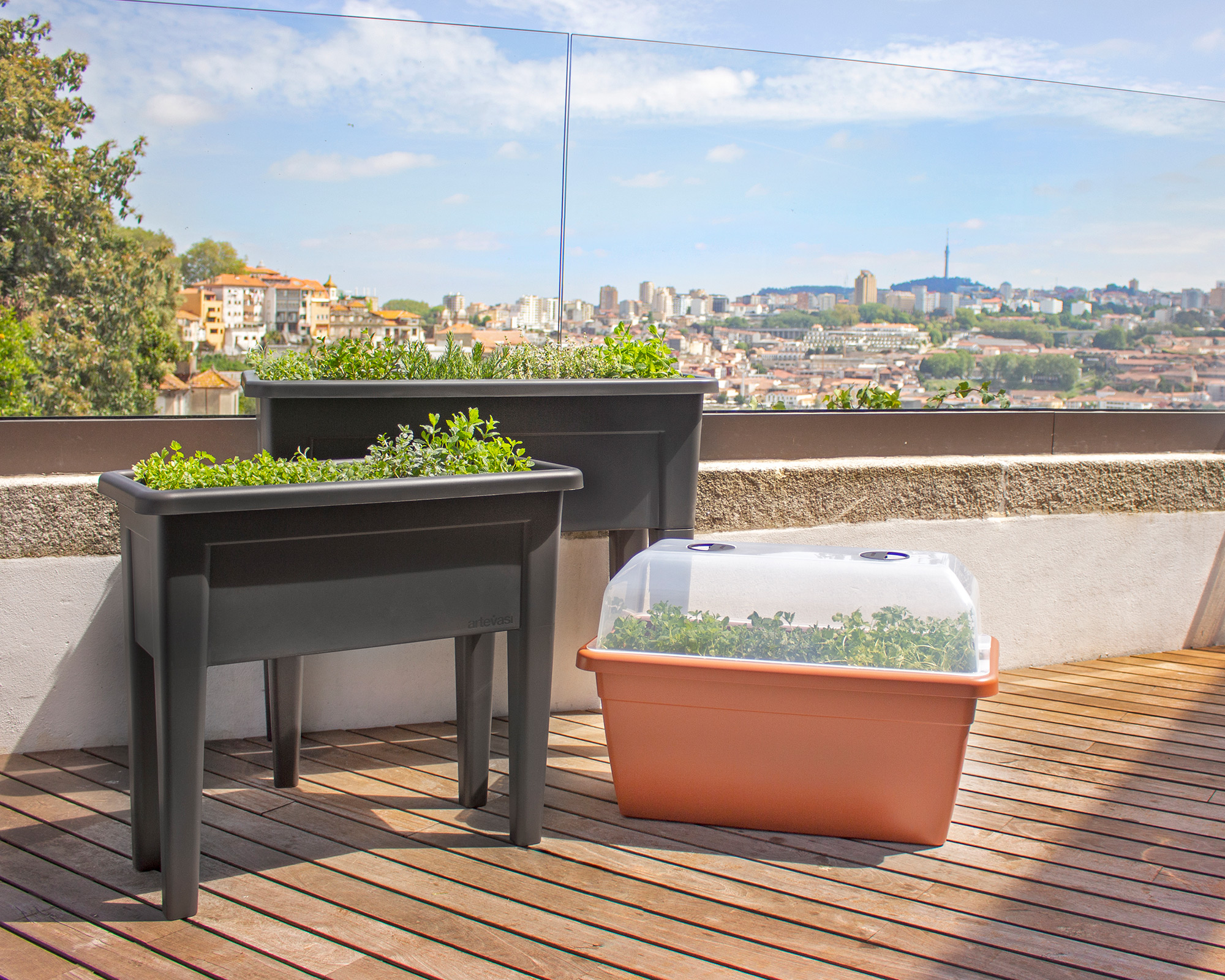 Blog - Ervas Aromáticas