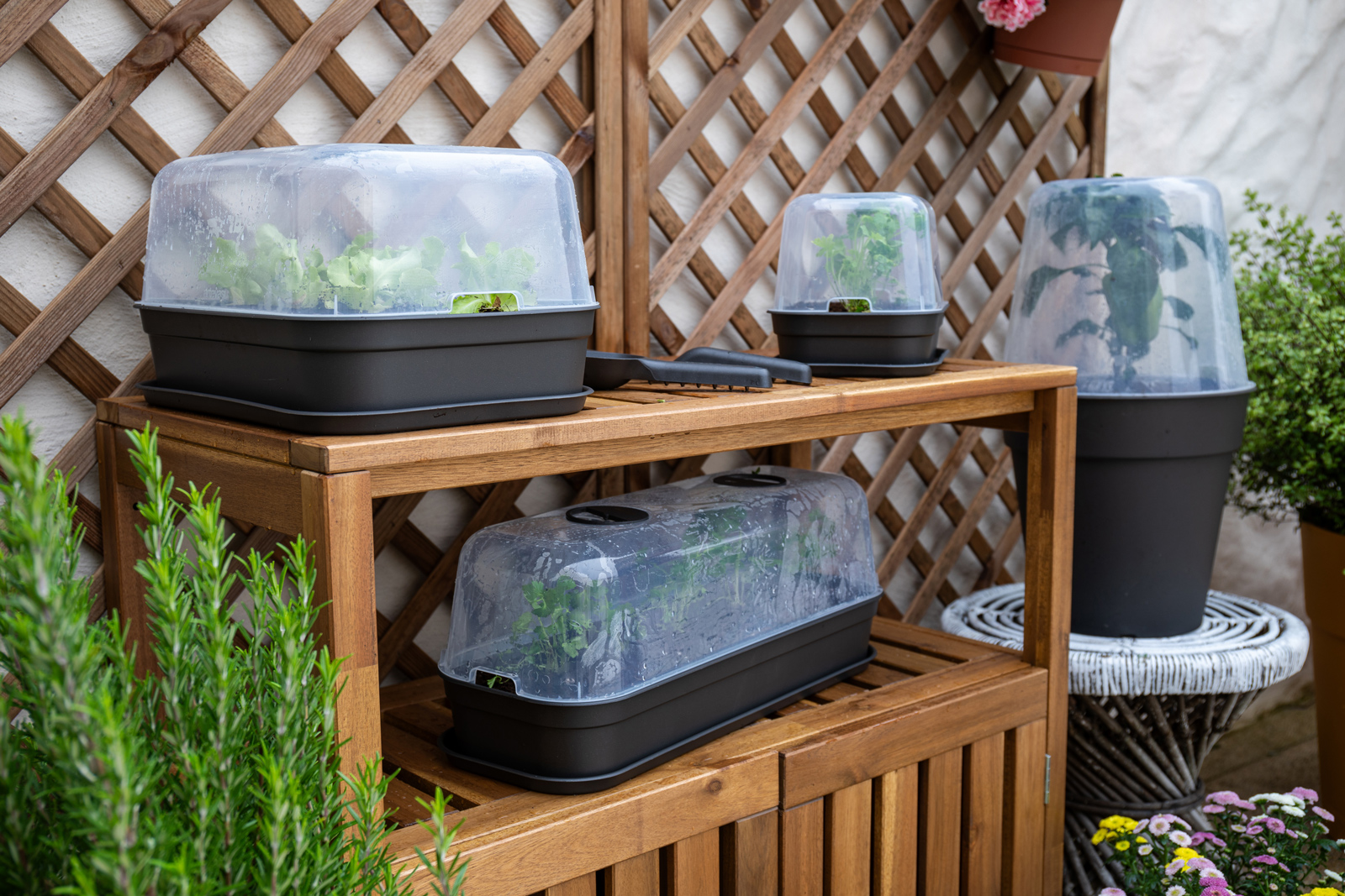 Blog - Ervas Aromáticas